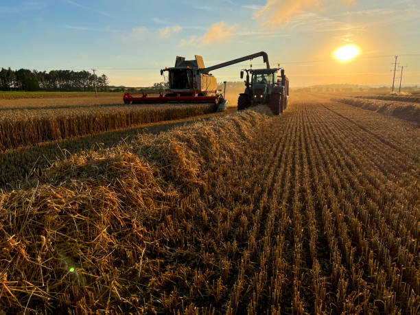 harvesting the crop of winter wheat - winter wheat imagens e fotografias de stock