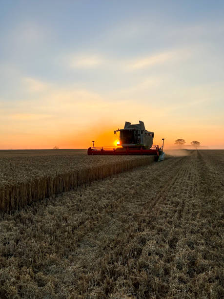 istock Harvesting on the Wheat Farm 1425490967