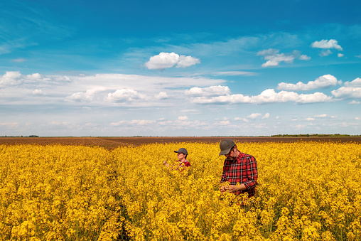 High angle view of two farm workers examining crops in blooming rapeseed field on bright sunny spring day, male and female farmer standing in cultivated canola field