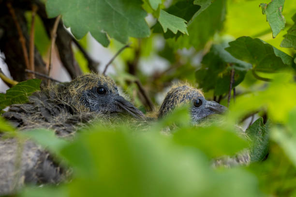 Collared pigeon chicks, Streptopelia decaocto, in nest built on Vitis vinifera grape vine, Alcoy, Spain
