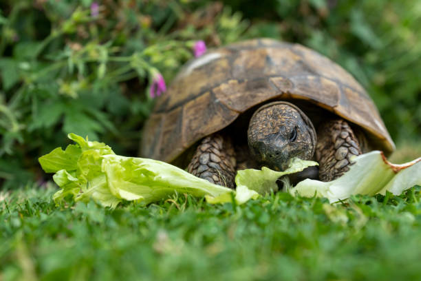 la tortuga de hermann comiendo lechuga - turtle grass fotografías e imágenes de stock