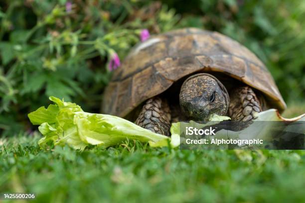 Hermanns Tortoise Eating Lettuce Stock Photo - Download Image Now - Feeding, Leaf, Reptile