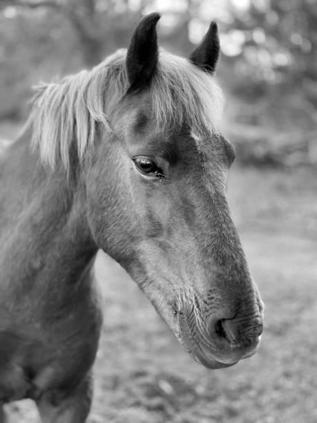 istock Portrait of a New Forest Pony 1425501084