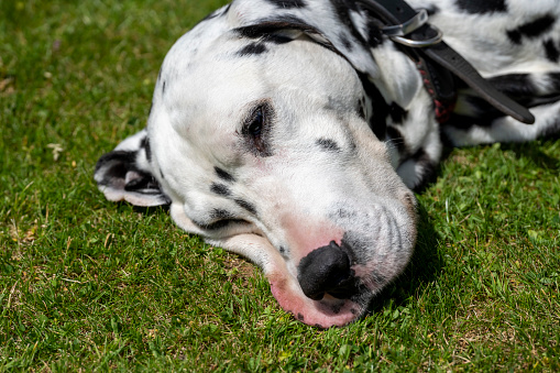 Adult male dalmatian sleeping  on a lawn.