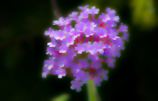 Verbena flower with post processed painterly effect.