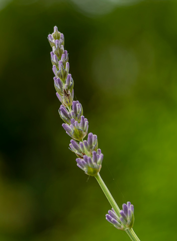 Close up of blooming lavender flowers in a field in summer
