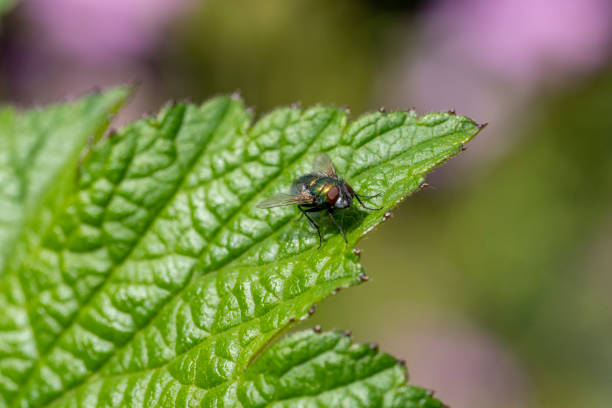 Green bottle fly on a blade of grass.