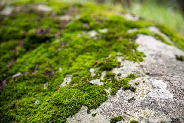 istock Bright green moss on a stone in the forest. Abstract nature forest background 1425502741