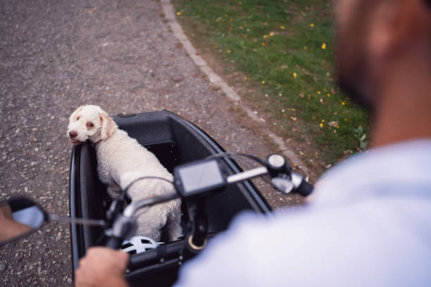 istock Unrecognizable Caucasian man riding his poodle into cargo bike 1425504392
