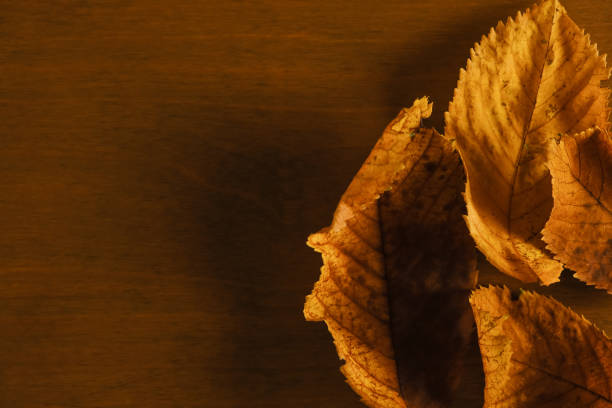 Autumn leaves on wooden brown background with copy space for text.