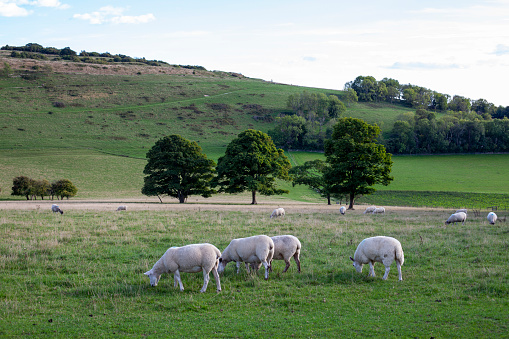 Sheep in field Sussex UK