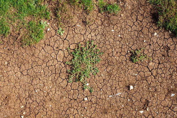 istock Cracked Earth Soil Dirt 1425505005