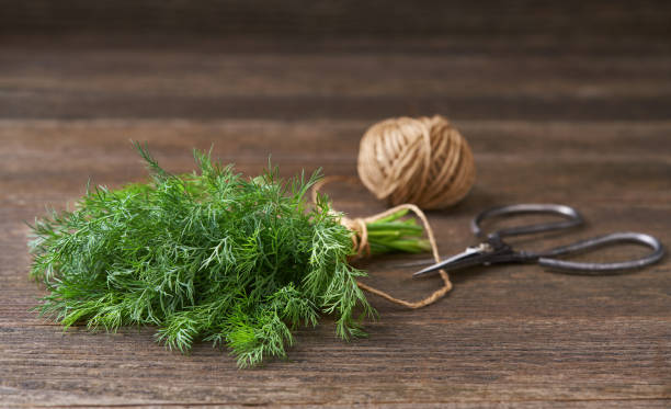 istock fresh dill on a wooden table, scissors and rope. Selective focus, rustic style. 1425505209