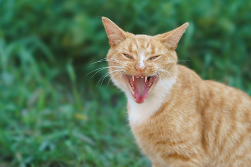 Photography of a big red stray fighting cat in the grden. Huge fangs. Cat meows loudly. Opened widely cat mouth. Green lush foliage as background. Cat looking at camera. Animals theme. Close up image