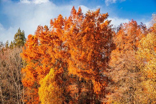 Colored trees on a sunny day of Autumn in Bordeaux, France