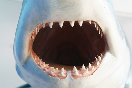 Photography of the mouth of a hand-made large shark figurine. Opened mouth