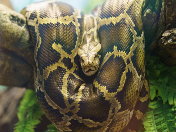 Beautiful python molurus bivittatus. Beautiful python molurus bivittatus. Brown and beige colors. Burmese rock python. Portrait of animal in the zoo giant snakehead stock pictures, royalty-free photos & images