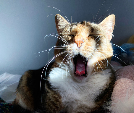 Yawning female cat gapes and sticks her tongue out.