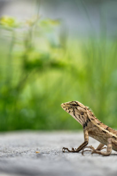 istock Brown headed lizard chameleon in Thailand, Asia, looking into lens. Red headed Lizard. Vertical photograph 1425508352