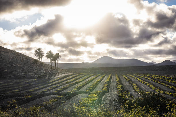 Typical vineyard in the La Geria region on the island Lanzarote protecting the grapevines against the heavy winds by building walls out of lava stones. In the background the volcanoes of Timanfaya NP. stock photo
