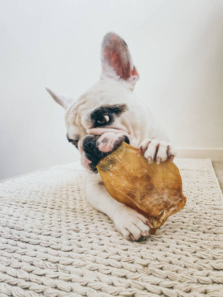 istock Frenchie dog chewing on cow ear 1425509799