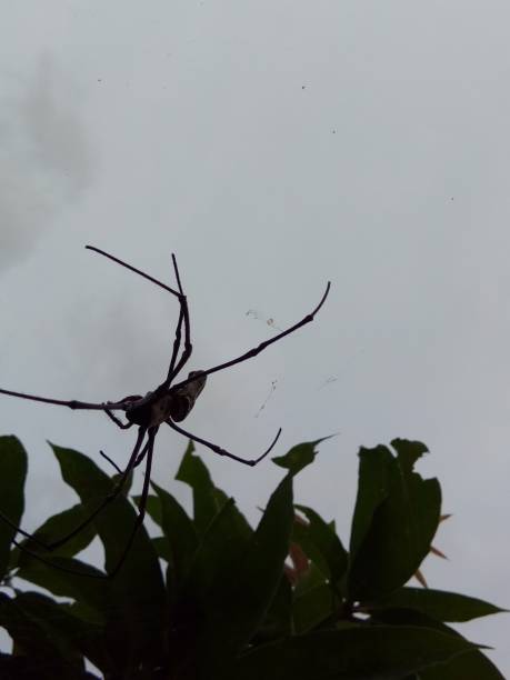 istock The big black spider is making a nest in the tree 1425510293