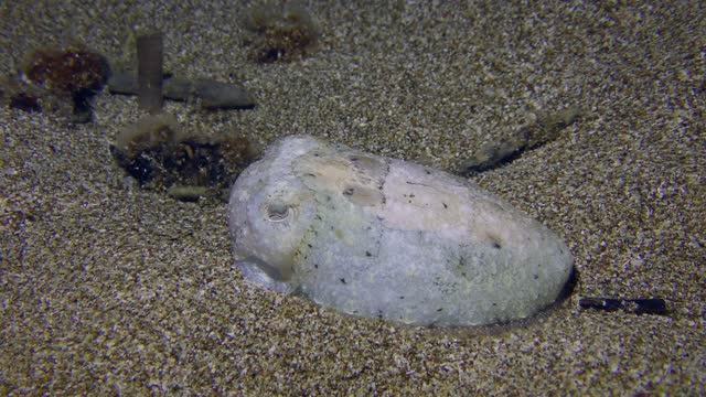 Common cuttlefish on the sandy sea bottom.