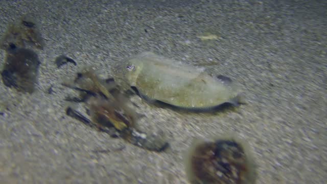 Cuttlefish disguises itself on the sandy bottom.