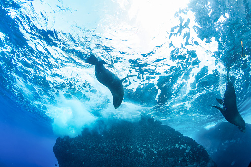 Galapagos fur seal (Arctocephalus galapagoensis) swimming in tropical underwaters. Lion seal in under water world. Observation of wildlife ocean. Scuba diving adventure in Ecuador coast