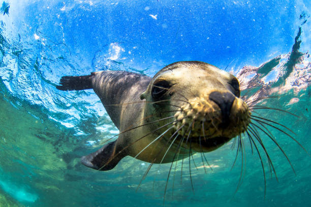 otarie à fourrure des galapagos (arctocephalus galapagoensis) nageant à la caméra dans les sous-marins tropicaux. phoque lion dans le monde sous-marin. observation de la faune océanique. aventure de plongée sous-marine sur la côte équatorienne - sea lion photos et images de collection