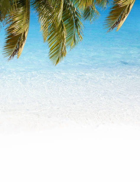 istock Soft wave of turquoise ocean water under palm branch 1425520797