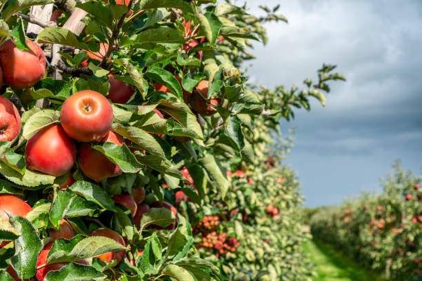 istock Ripe Apples in Orchard ready for harvesting , close-up. 1425520990