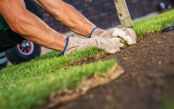 istock Landscaping Worker Arranging Pieces of Natural Grass Turfs 1425527358