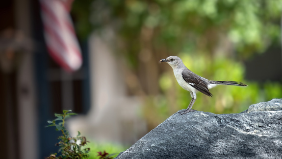 Northern Mockingbird perched on rock with insect in beak.