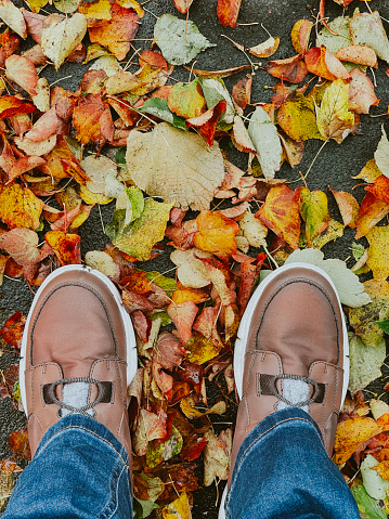 Colourful Autumn Leaves