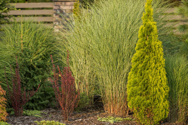 istock Ornamental Plants for Landscape Design 1425527907
