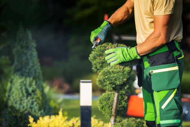 istock Gardener Pruning Plant with Garden Scissors 1425527990