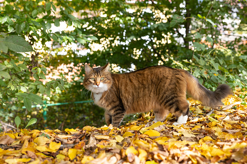 The cat walks in the backyard of the house in the autumn season. Yellow leaves of trees lie on the ground.