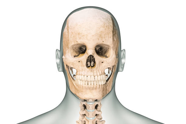 widok z przodu lub z przodu ludzkiej czaszki lub kości głowy z kręgami szyjnymi i konturami ciała ilustracja renderowania 3d izolowana na białym tle. anatomia, osteologia, nauka, biologia koncepcja. - body human spine human head human neck zdjęcia i obrazy z banku zdjęć