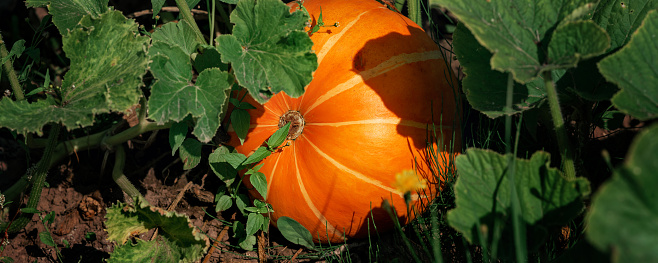 Bright orange pumpkin growing on garden bed between leaves at autumn season. Farming and harvesting concept.