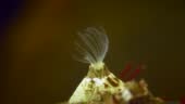 How Do Barnacles Move Barnacle Move Its Legs To Filter Water Extreme Closeup 4K Stock Video ...