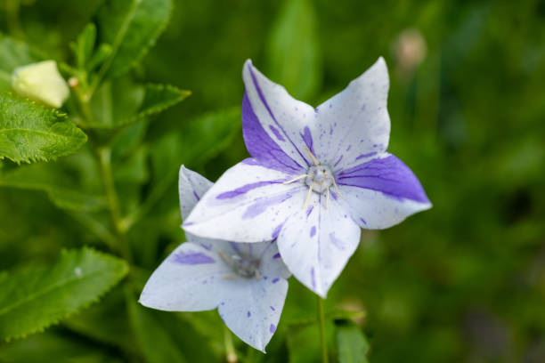 istock Platycodon Grandiflorum Alba flowers grown in a garden 1425533730