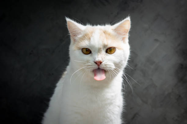 istock Scottish fold cat sitting on black background. Tabby blue cat isolate on  black wall background. White kitten on studio. 1425534306