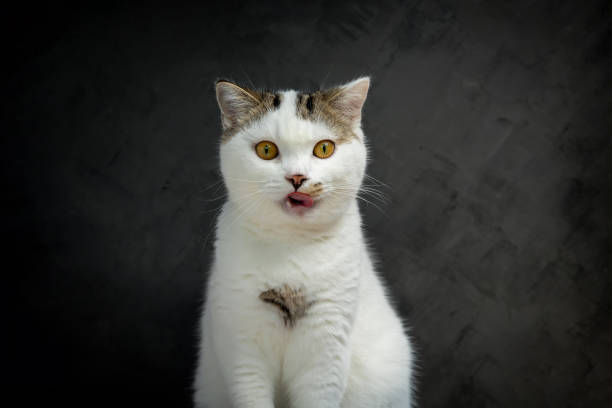 istock Scottish fold cat sitting on black background. Tabby blue cat isolate on  black wall background. White kitten on studio. cat eat food. 1425534320