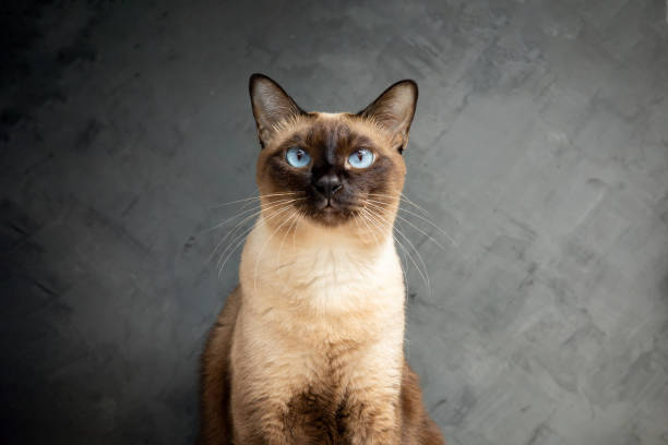 Siamese cat with blue eyes sitting on wooden table with black background. Blue diamond cat sitting in the studio.Thai cat looking something. Siamese cat with blue eyes sitting on wooden table with black background. Blue diamond cat sitting in the studio.Thai cat looking something. siamese cat stock pictures, royalty-free photos & images