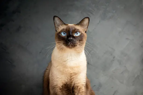 Siamese cat with blue eyes sitting on wooden table with black background. Blue diamond cat sitting in the studio.Thai cat looking something.