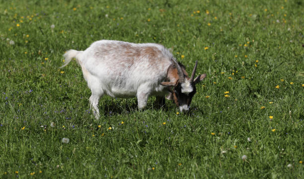 istock Goat stands on a meadow 1425537640
