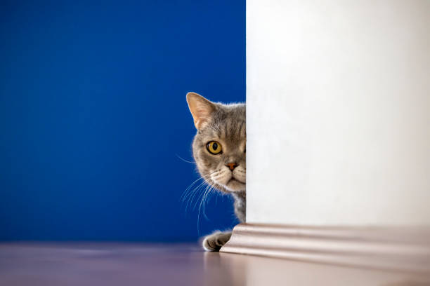 istock British shorthair cat playing in front of the blue wall 1425538162