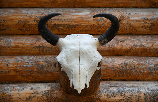 Buffalo skull with horns on a wooden wall.