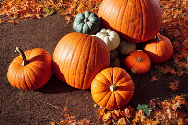 calabazas de otoño, fondo de acción de gracias y halloween. - squash pumpkin orange japanese fall foliage fotografías e imágenes de stock